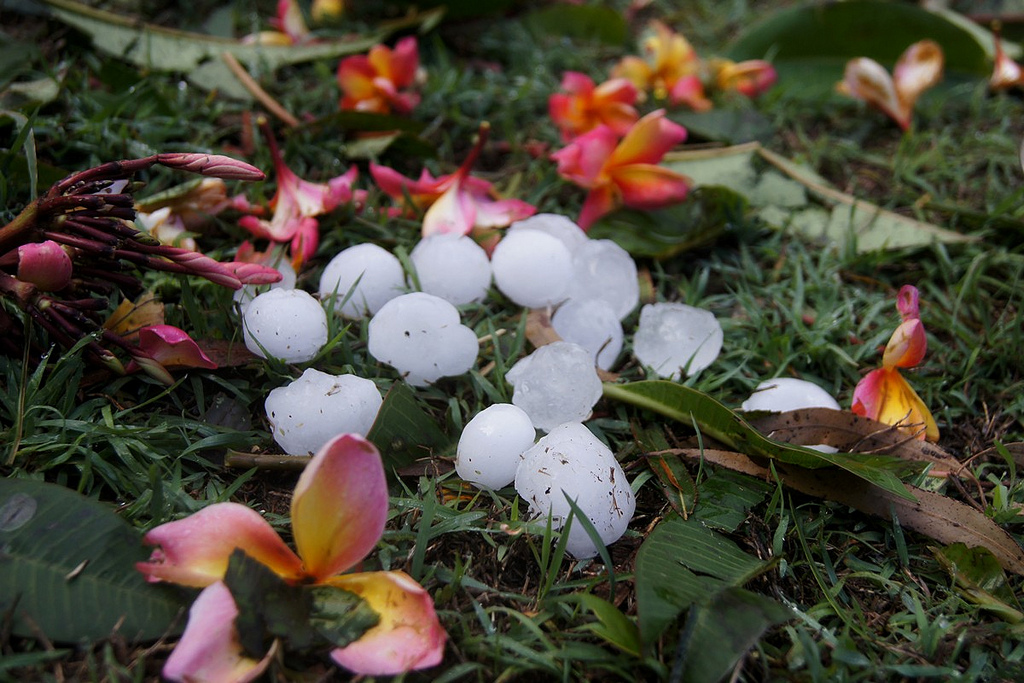 flowers and grass after hail storm, with hail balls