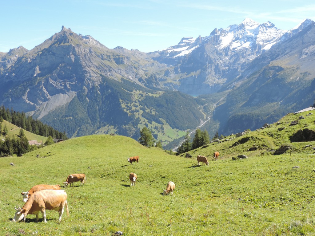 cows grazing in the alps